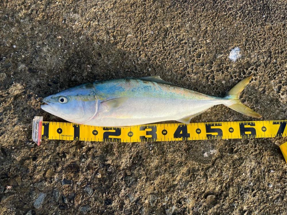 セットアッパーでメジロ