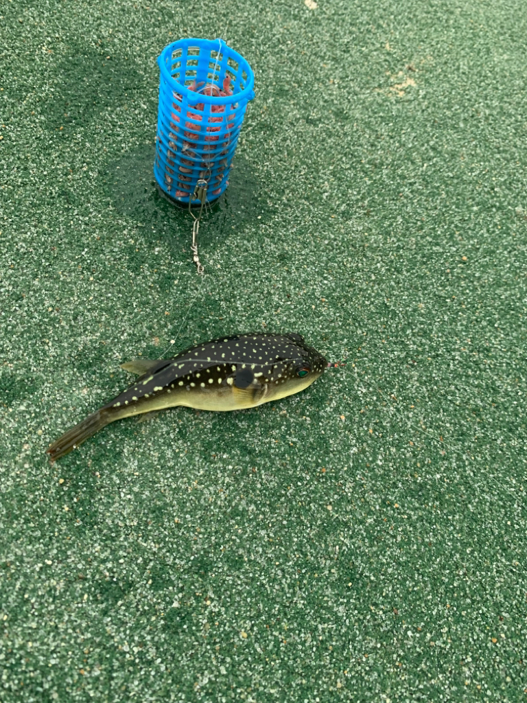 夜勤明けのサビキ釣り