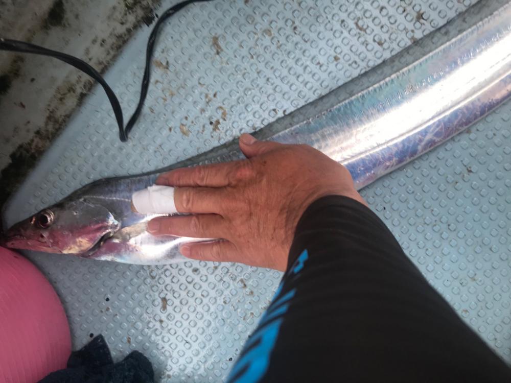 洲本沖のタチウオ