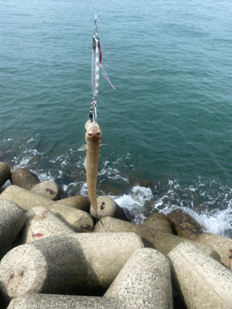 2日連続メジロキャッチ!