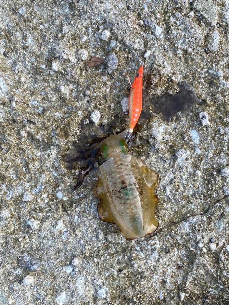 離島地磯エギング