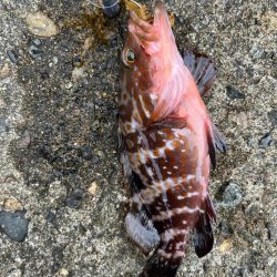 旅行ついで釣行2