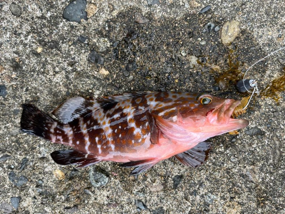 旅行ついで釣行2