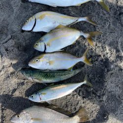 荒れる前は爆釣チャンス‼︎