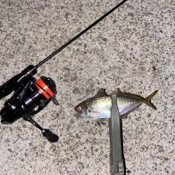 秋めいた夜釣り