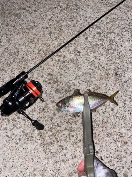 秋めいた夜釣り