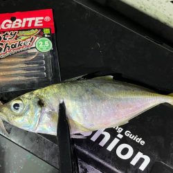 バチコンシーズン開幕！