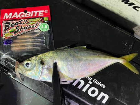 バチコンシーズン開幕！