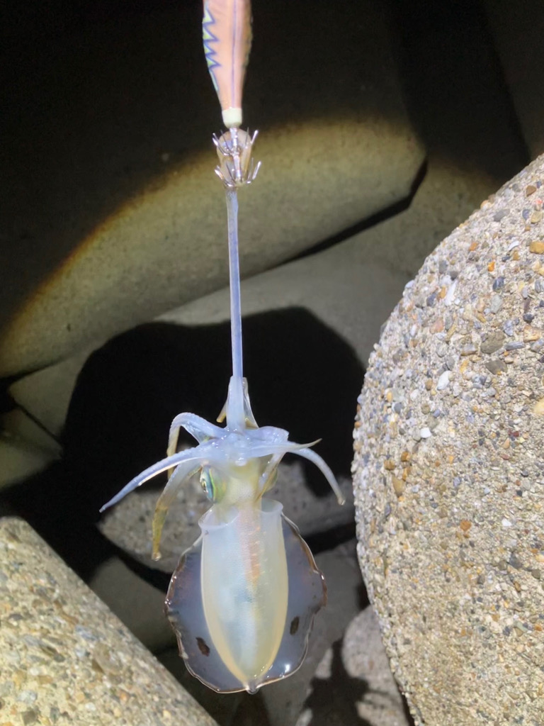 台風前エギング(^｡^)