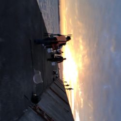 ハマチと今年初サゴシ