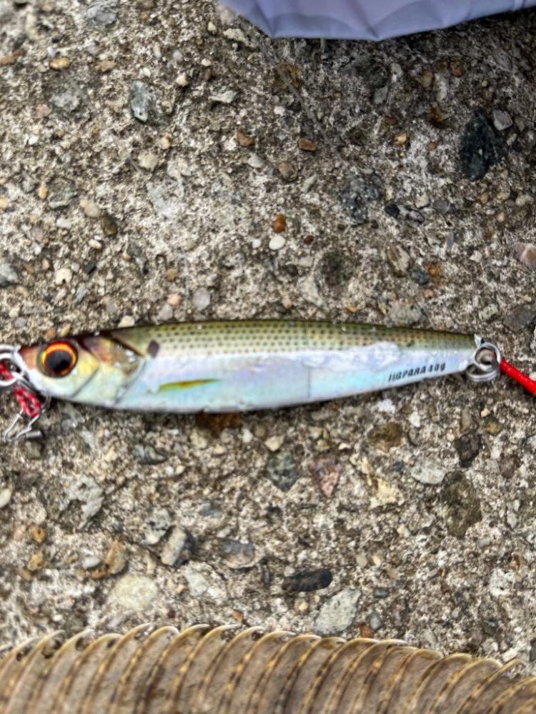 まさかの高級魚