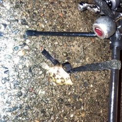 【タコング】台風後釣行