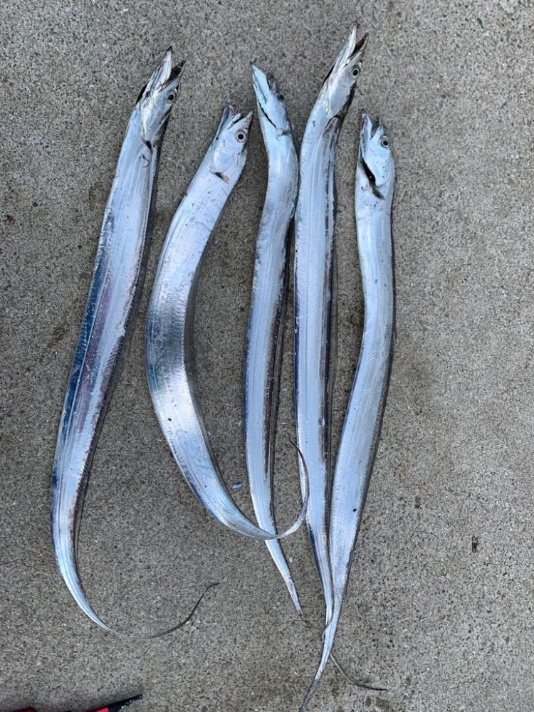 久しぶりの太刀魚