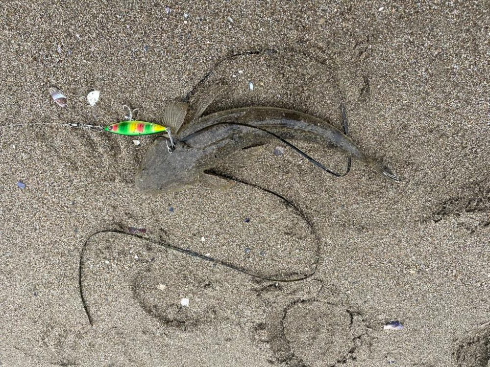 フラットフィッシュ