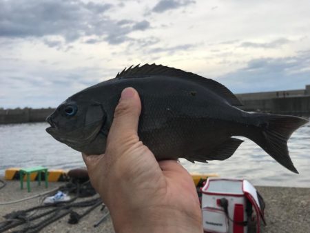 親不知港フカセ釣り