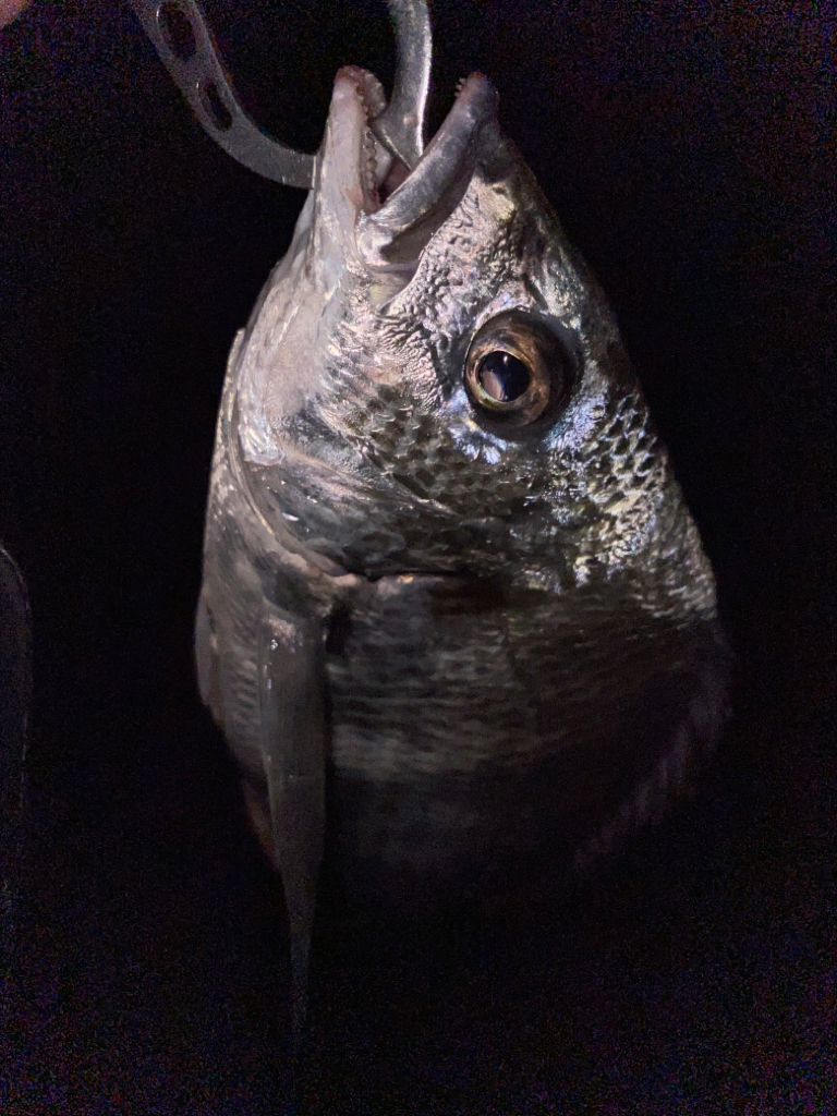 ヘチってきました