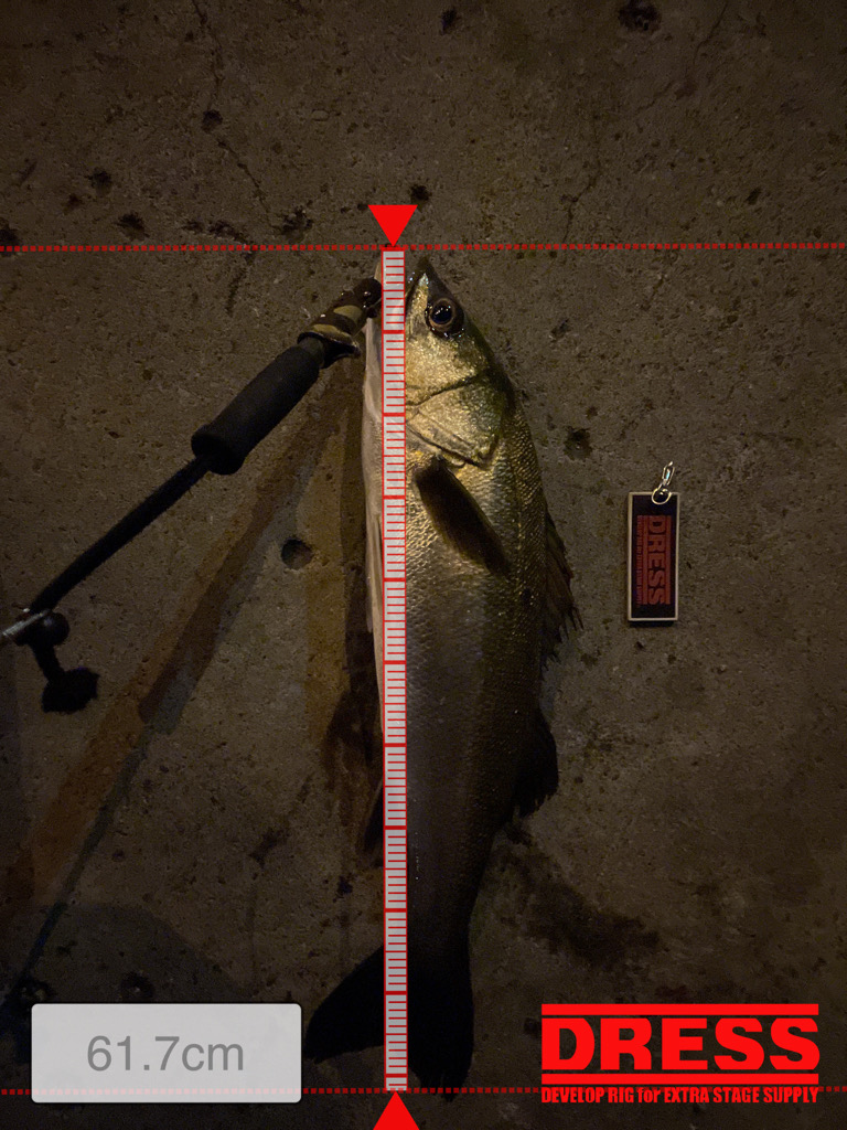 三か月ぶりのシーバス