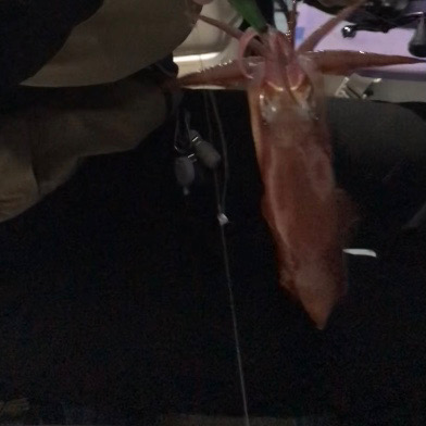 地獄のイカメタル