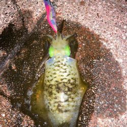 ナイトエギング短時間勝負