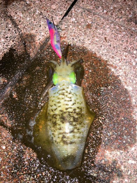 ナイトエギング短時間勝負