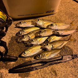 アジング連続釣行