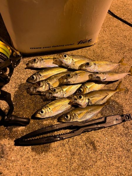 アジング連続釣行