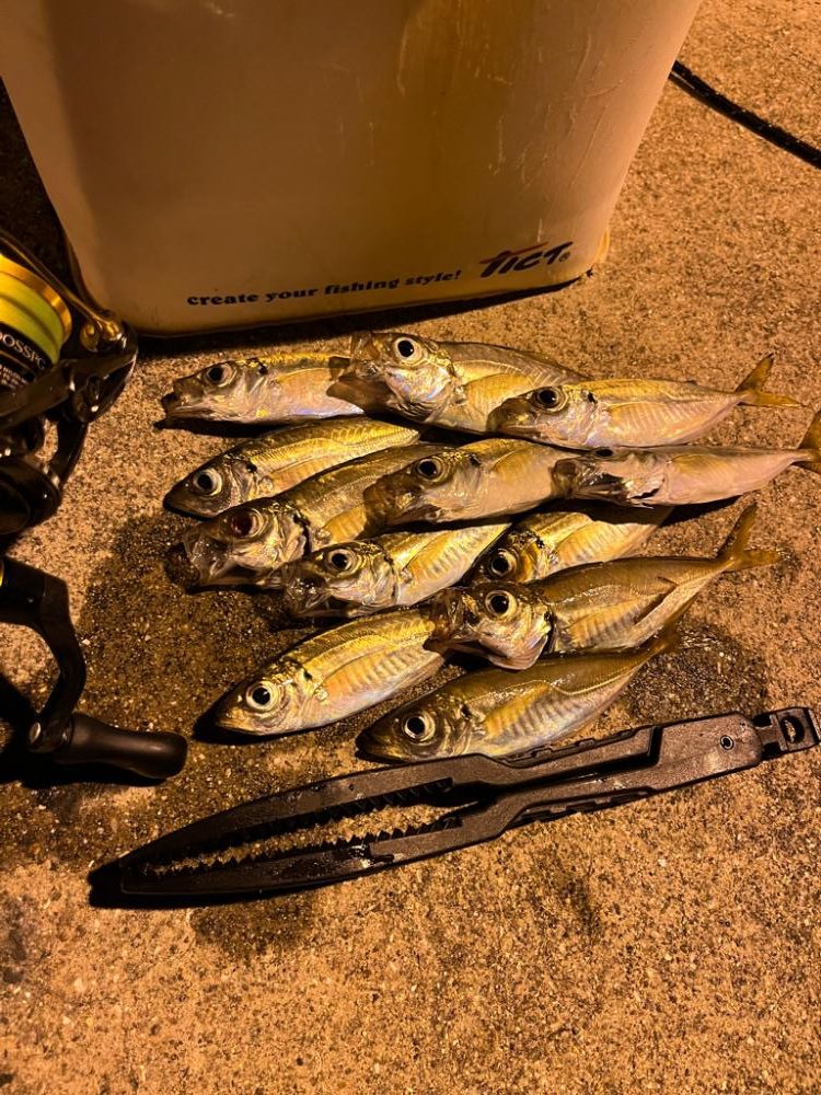 アジング連続釣行