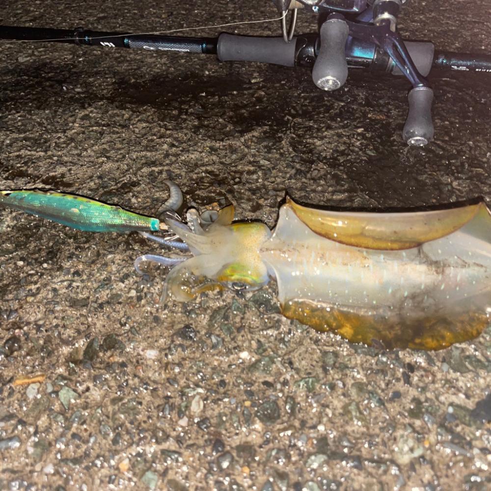 ナイトエギング