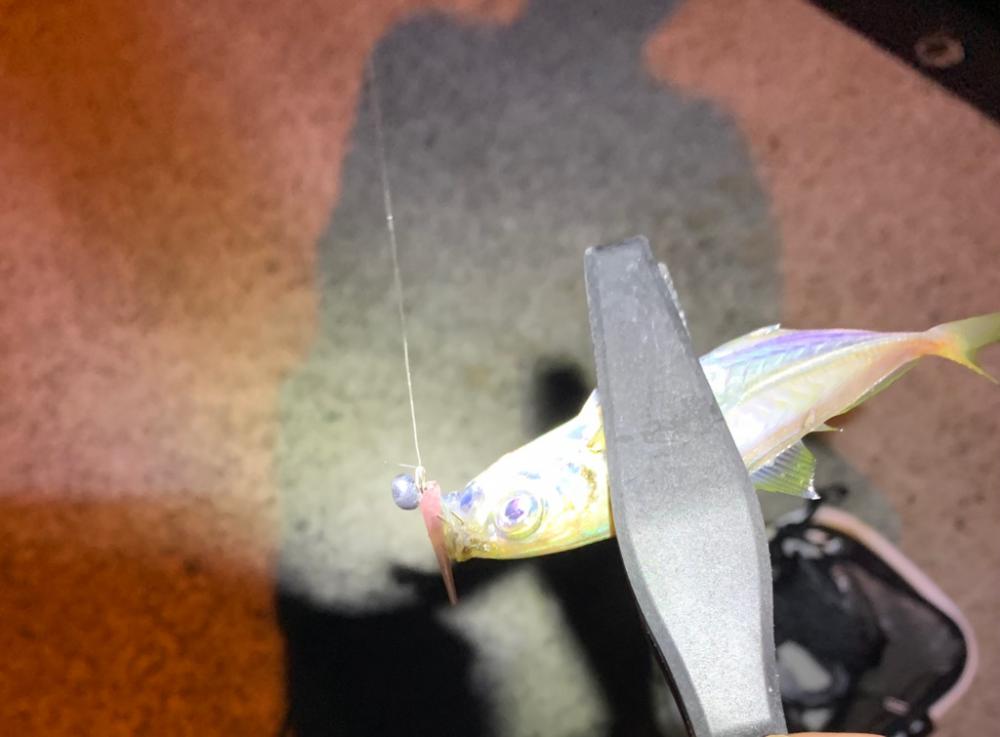 世にも奇妙なアジング