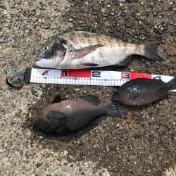 波止フカセ釣り