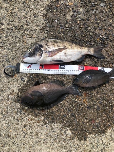 波止フカセ釣り