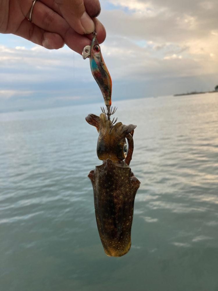 和歌山秋イカ好調!!