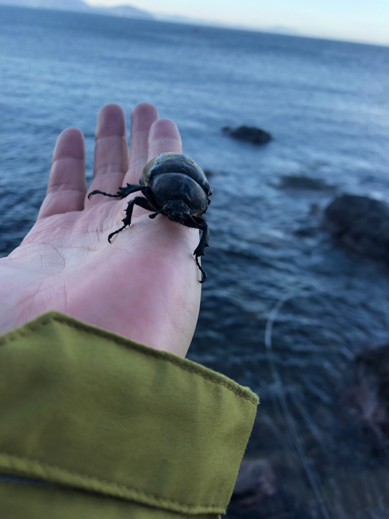 【越前】アオリイカ探し②