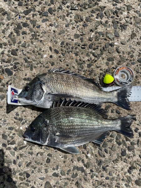 台風前のチヌ釣り