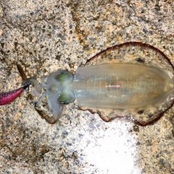 神明エギング好調です