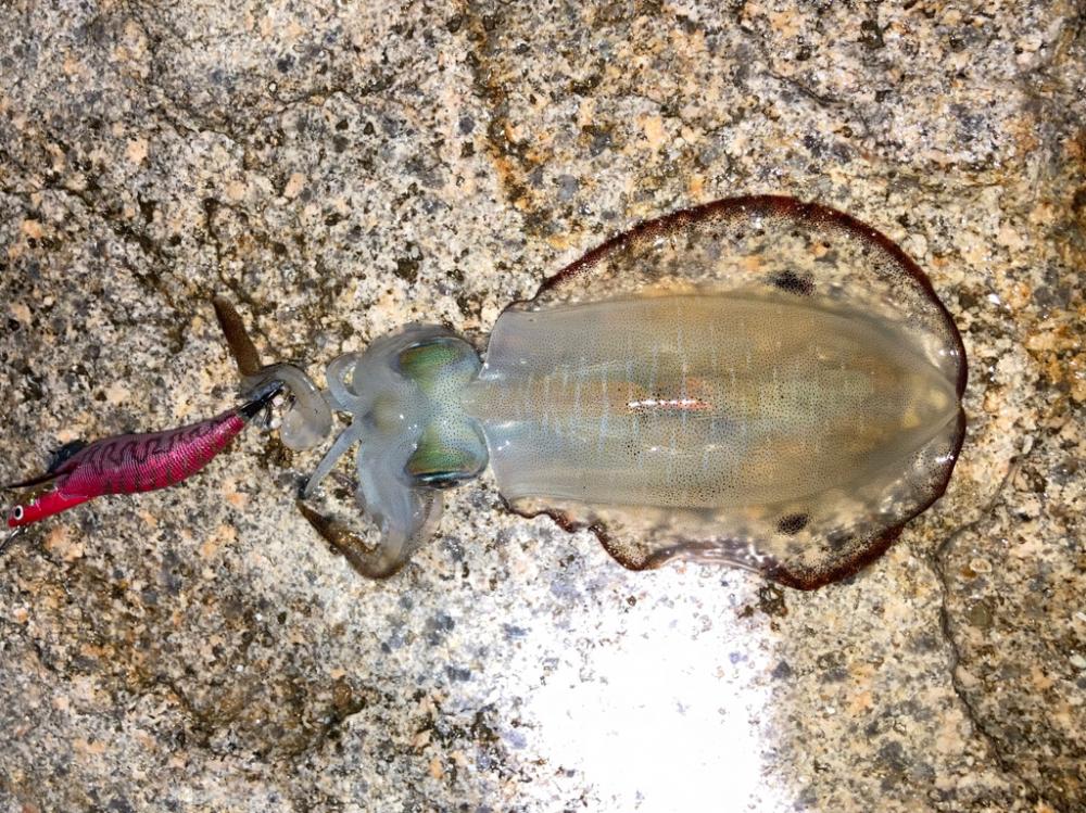 神明エギング好調です