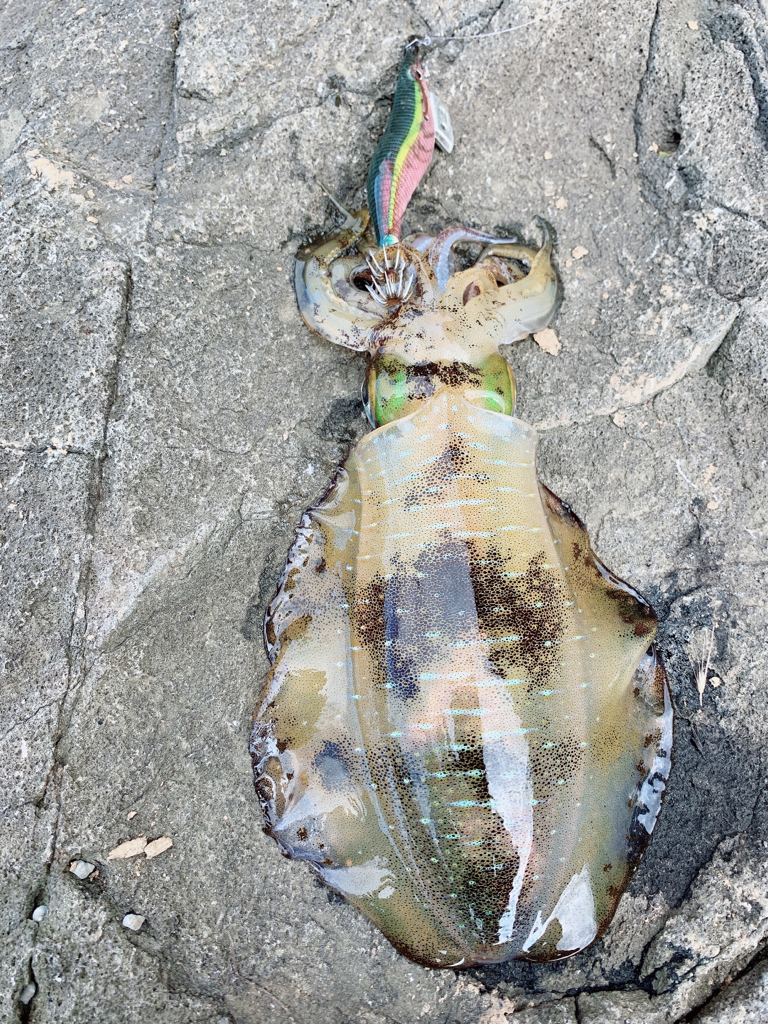 朝マズメエギング