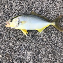 何とか釣れたけどリリースサイズ