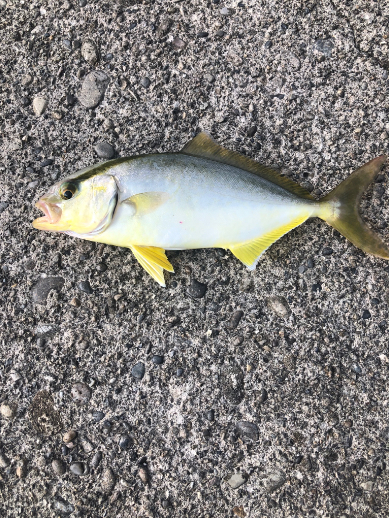 何とか釣れたけどリリースサイズ