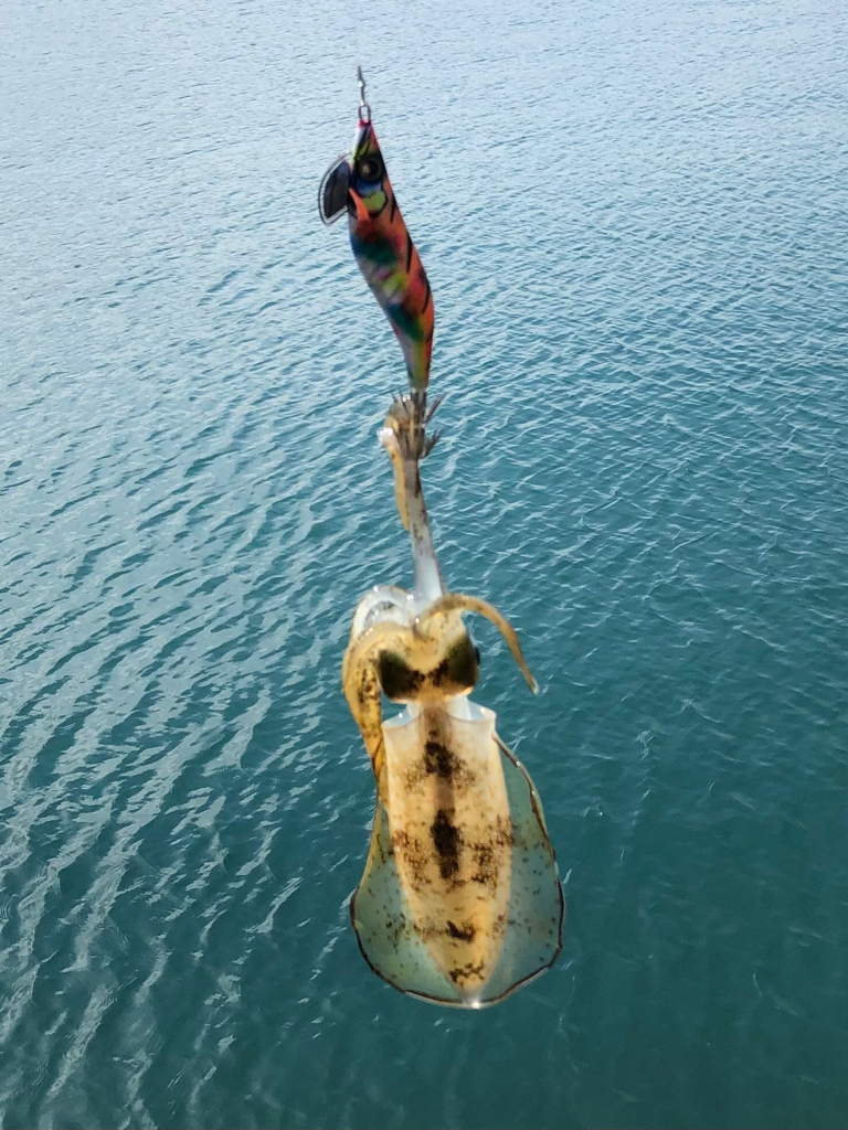 朝まずめになんとか