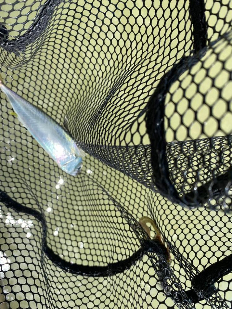 昼2匹夜5匹プラスサバ