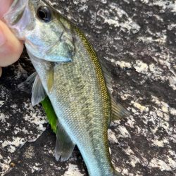 琵琶湖、朝の散歩