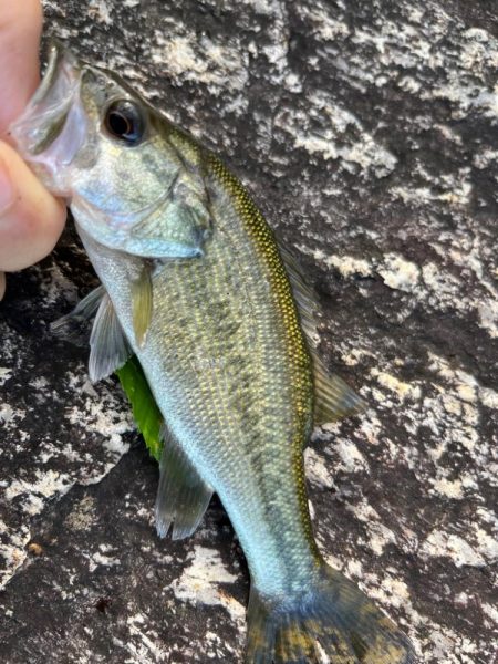 琵琶湖、朝の散歩