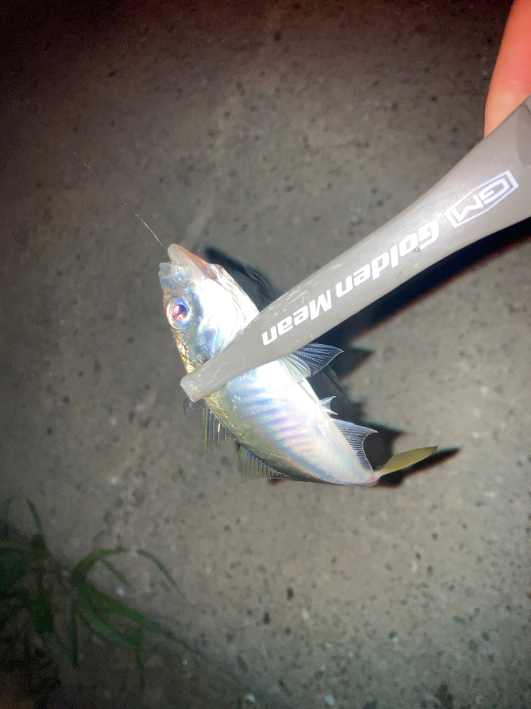 台風前のアジング