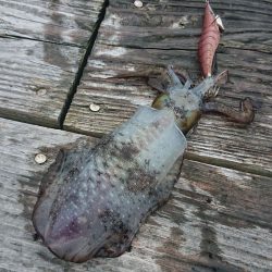 イカダでいろいろ