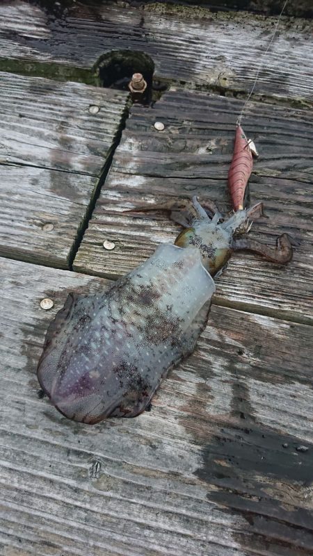 イカダでいろいろ