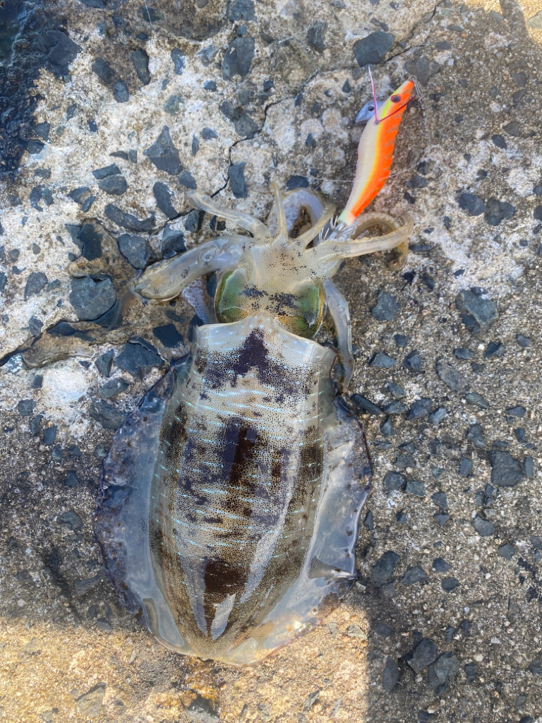 今年2回目エギング