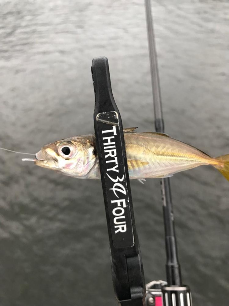 久しぶりのアジング釣行