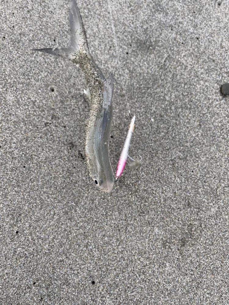 台風明け調査✍️