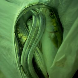 台風前のとっとパーク小島